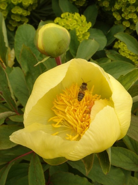 Paeonia mlokosevitschii